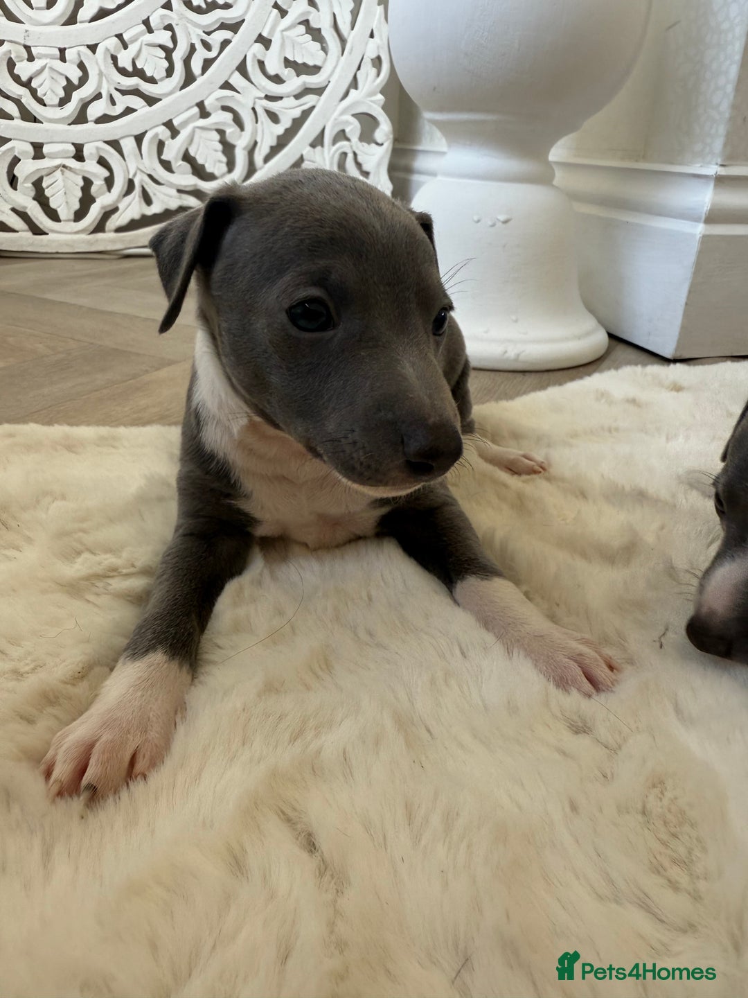 Italian Greyhound dogs for sale: Italian greyhound puppies - Image 2