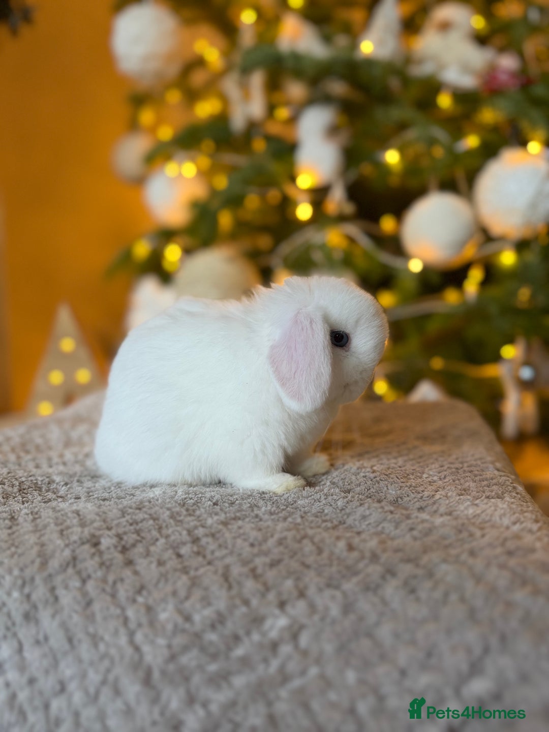 Mini Lop rabbits for sale: Mini lop  - Advert 4