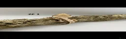 Gecko reptiles for sale: NEW Adult + Juvenile Crested Geckos + Lilly Whites - Advert 2