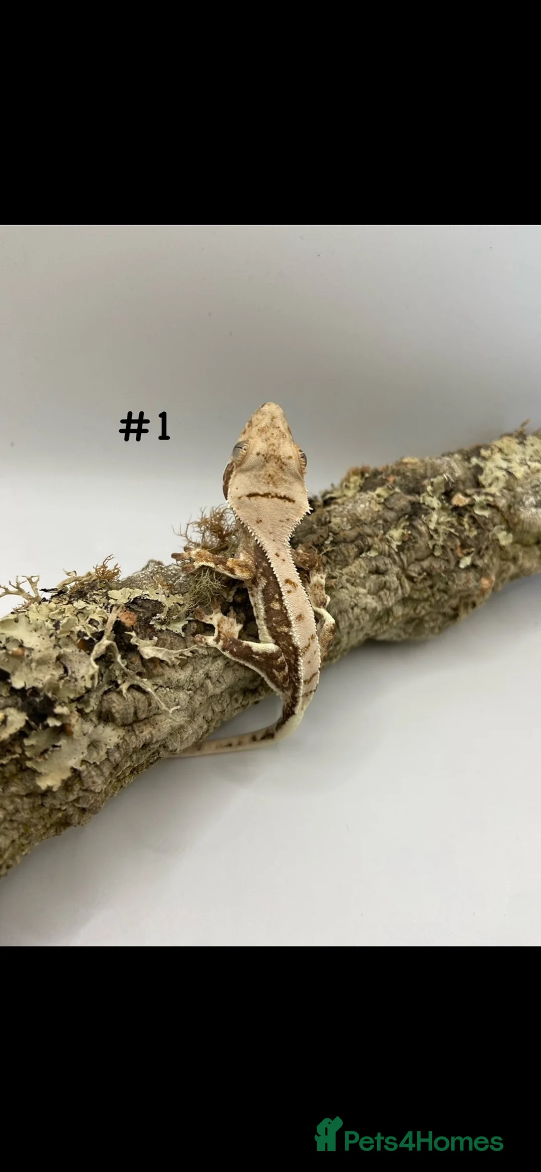 Gecko reptiles for sale: NEW Adult + Juvenile Crested Geckos + Lilly Whites - Advert 2