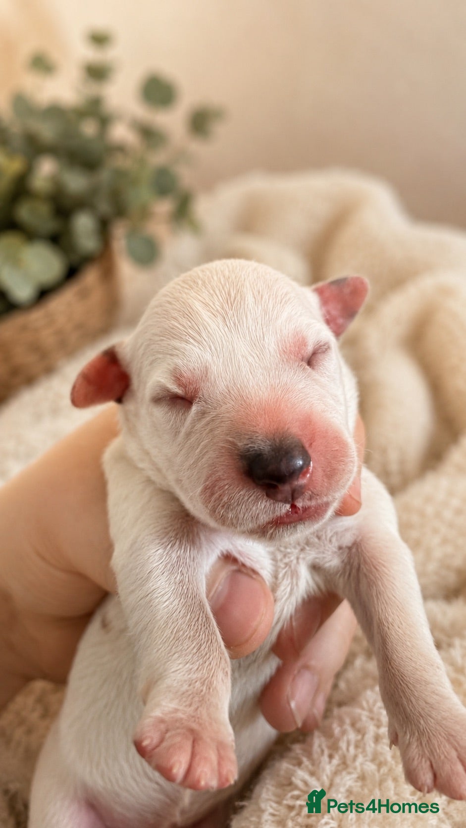 Dalmatian dogs 💫🐾 Dalmatian puppies🐾💫  - Advert 4