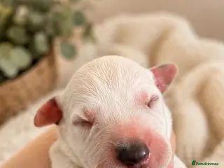 Dalmatian dogs 💫🐾 Dalmatian puppies🐾💫 - Advert 4