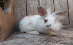 Mixed Breed rabbits for sale: Very pretty soft fluffy bunnies - Image 18