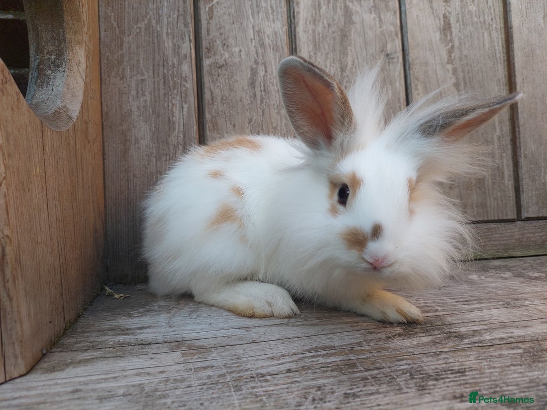 Mixed Breed rabbits for sale: Very pretty soft fluffy bunnies - Image 18
