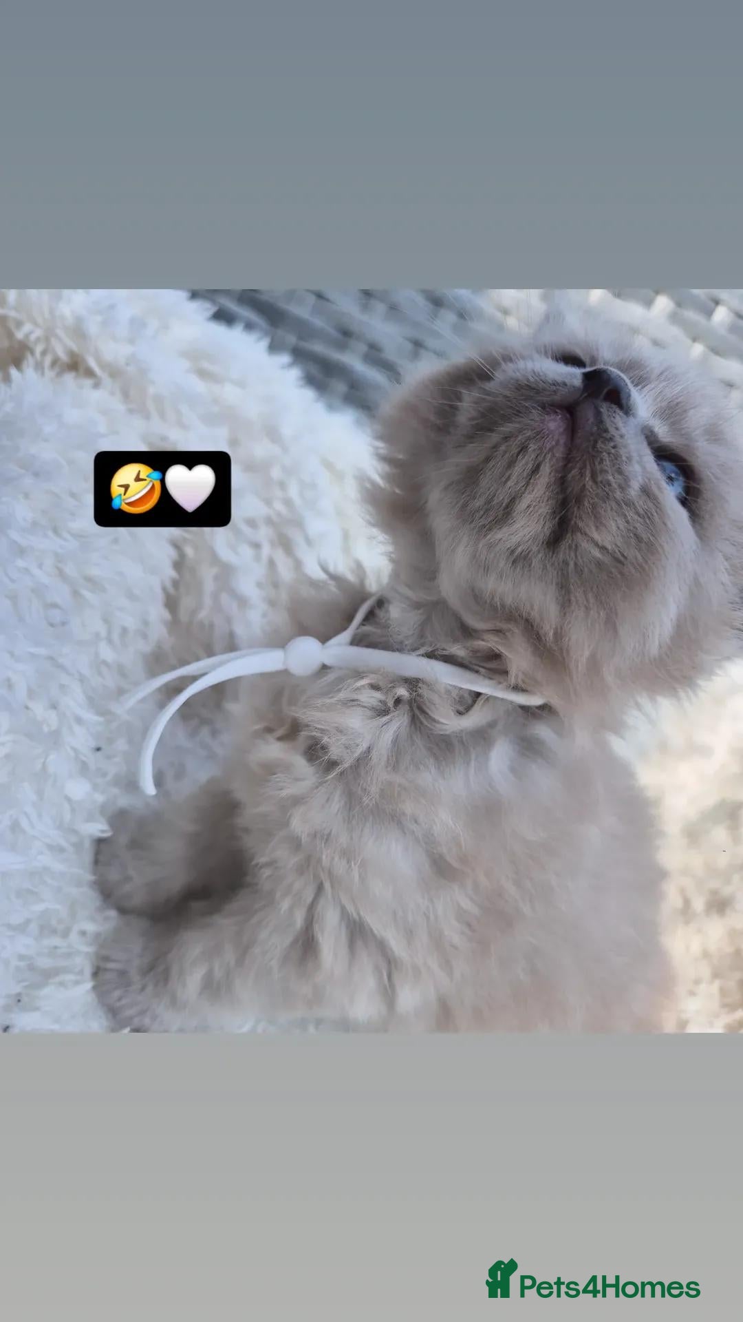 Ragdoll cats for stud: Ragdoll Seal Sepia Stud Genetically Tested 🐾 in London - Advert 26