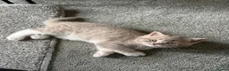 British Shorthair cats for sale: Stunning British shorthair kitten  - Advert 24