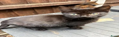 Domestic black Shorthair 2