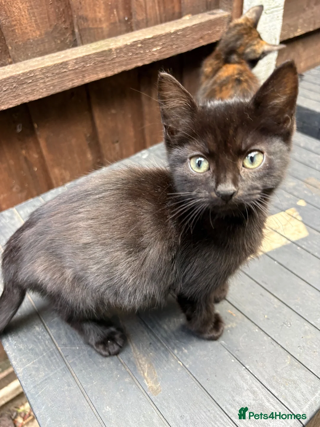 Domestic Shorthair cats for sale: 3 10week old Domestic Short hair kittens in Kettering - Advert 4