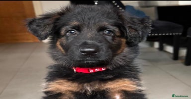 German Shepherd dogs - Advert 3