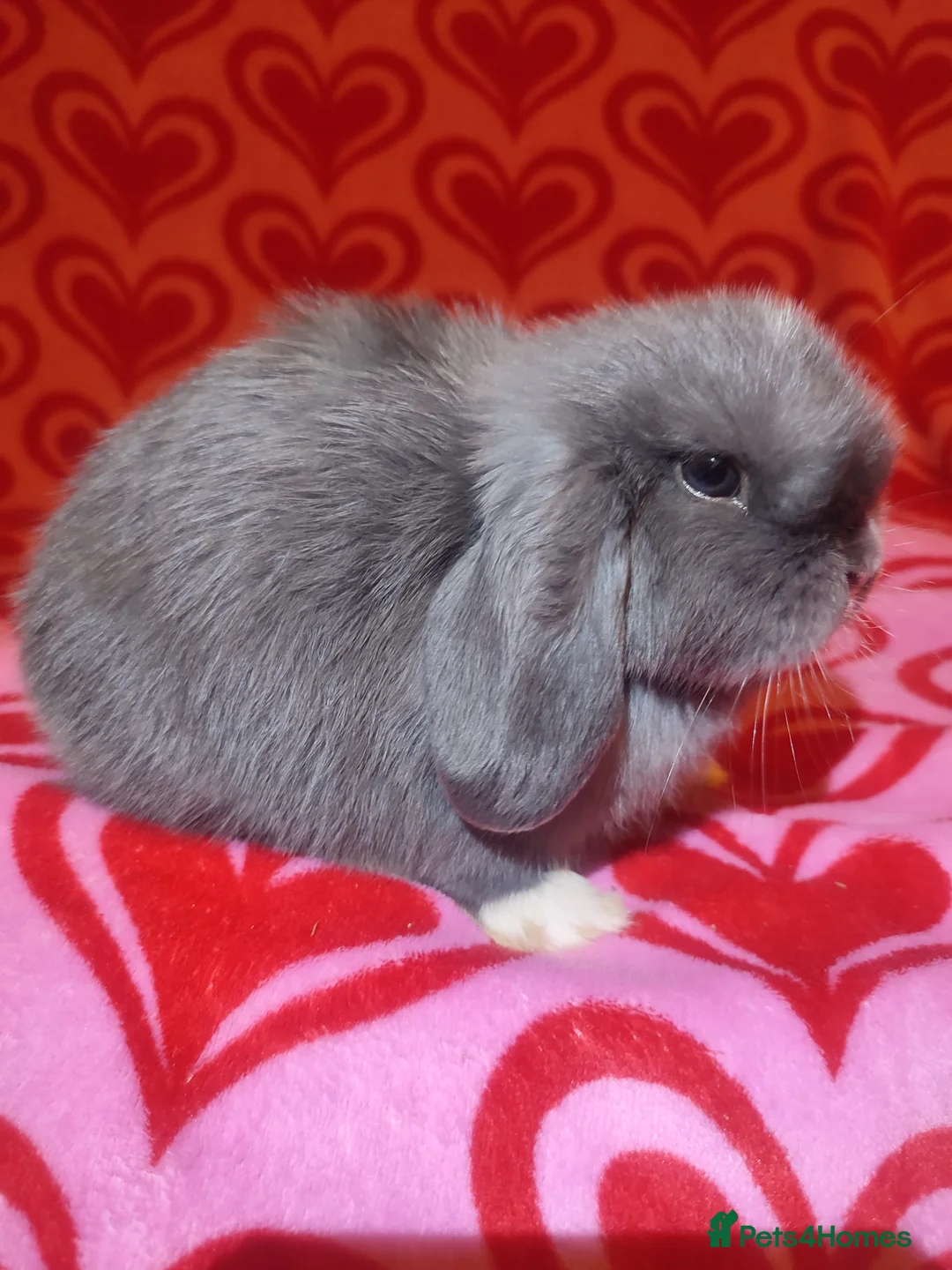 Mini Lop rabbits for sale: Gorgeous baby mini lops - Advert 9