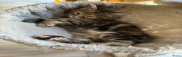 Mixed Breed cats for sale: Healthy , Energetic, Absolutely stunning 8  - Advert 38