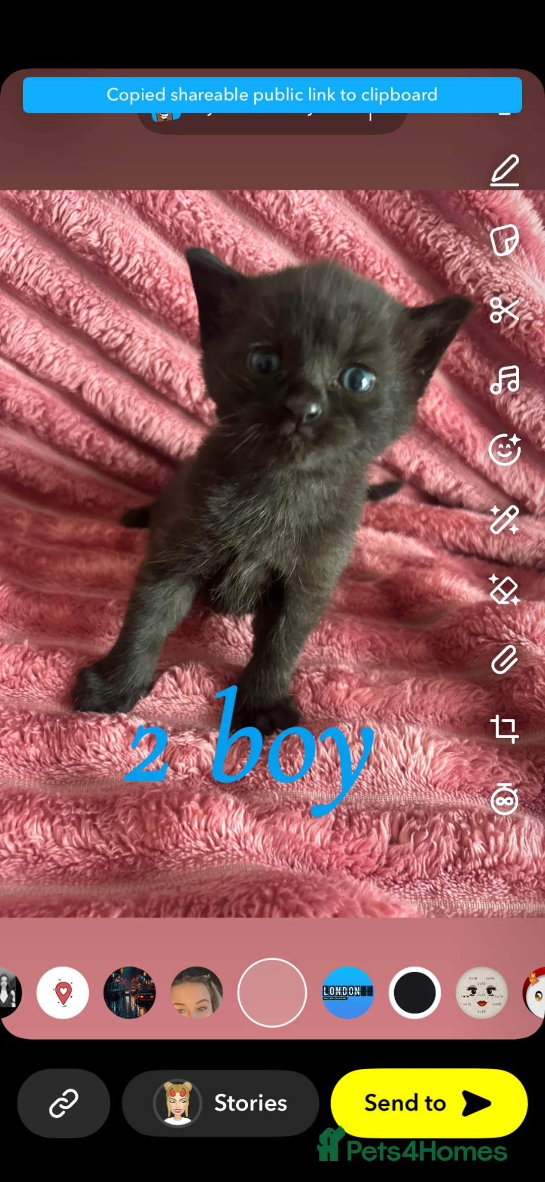 Mixed Breed cats for sale: 2 kitten left  - Advert 2