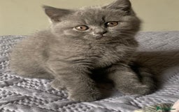 British Shorthair cats for sale: British Blue Kittens - Image 19
