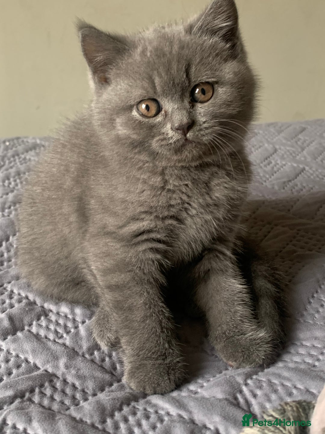 British Shorthair cats for sale: British Blue Kittens - Image 19