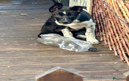 Border Collie dogs for sale: Boarder collie girl puppy - Image 9