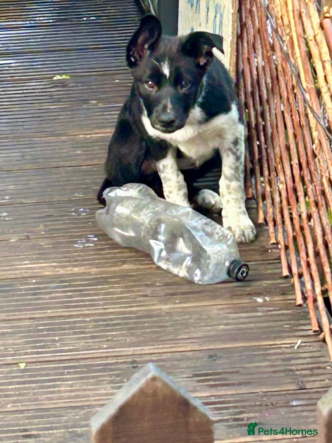 Border Collie dogs for sale: Boarder collie girl puppy - Image 9