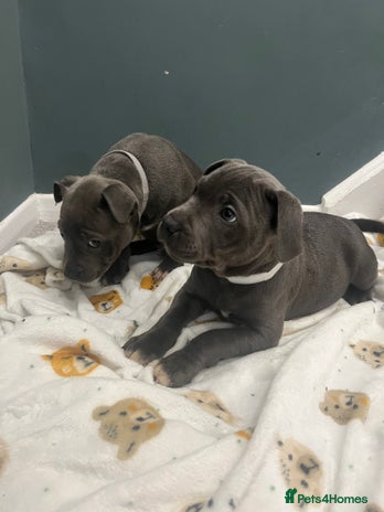 Staffordshire Bull Terrier dogs - Advert 16