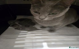 Russian Blue cats for sale: TOP Quality TICA Reg Russian blue kittens - Image 5