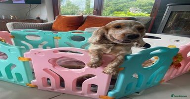 Cockapoo dogs - Advert 16
