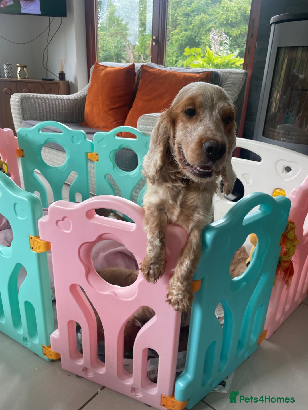 Cockapoo dogs for sale: F1 SHOW TYPE COCKAPOO EXTENSIVELY HEALTH TESTED  - Image 5