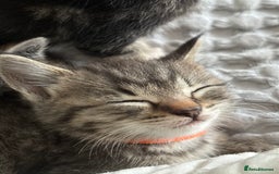 Maine Coon cats for sale: 🌟Adorable kittens now ready 4 forever home🌟 - Image 2