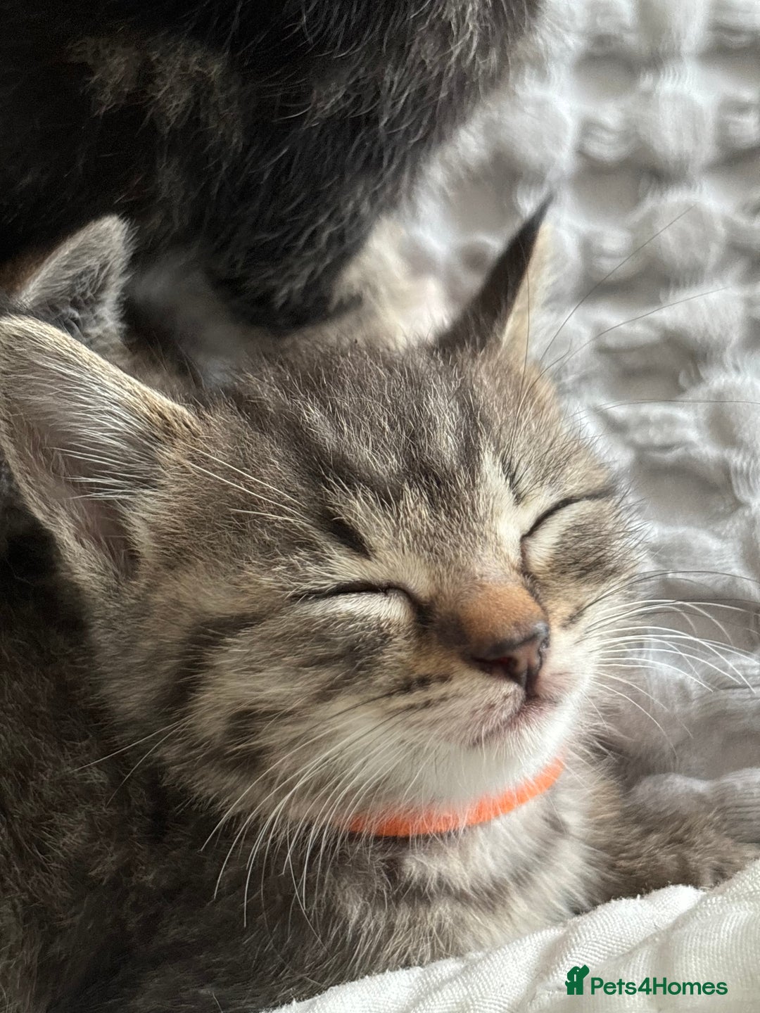 Maine Coon cats for sale: 🌟Adorable kittens now ready 4 forever home🌟 - Image 2