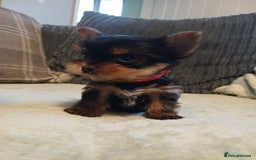 Yorkshire Terrier dogs for sale: Gorgeous puppies❤️❤️🩵🩵 - Advert 4