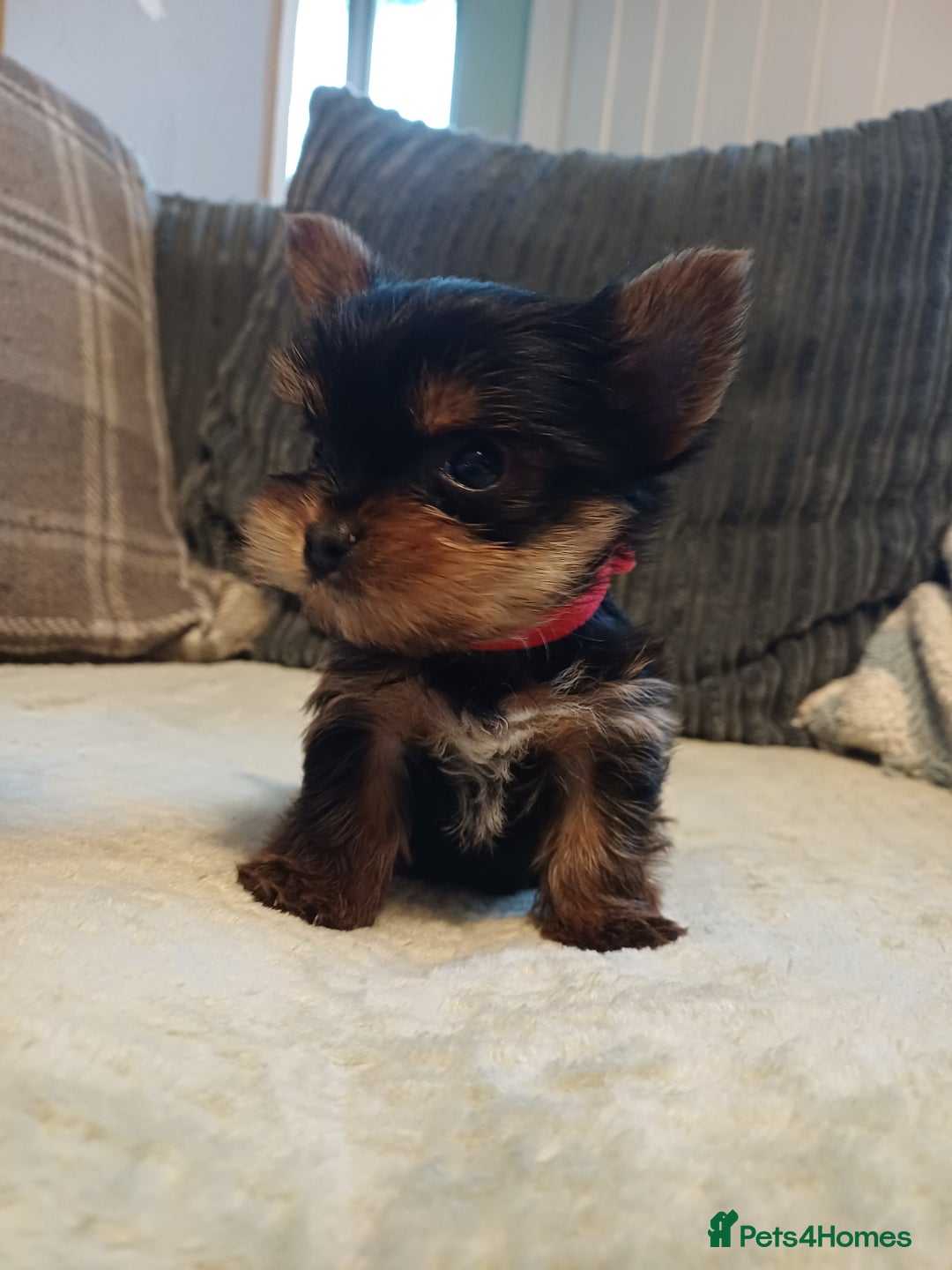 Yorkshire Terrier dogs for sale: Gorgeous puppies❤️❤️🩵🩵 - Advert 4