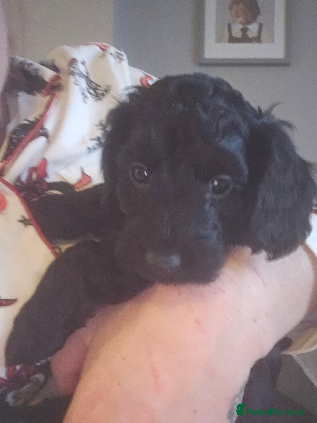 Cockapoo dogs for sale: 1 LEFT Toy f1b cokapoos🐶🐶 - Advert 38