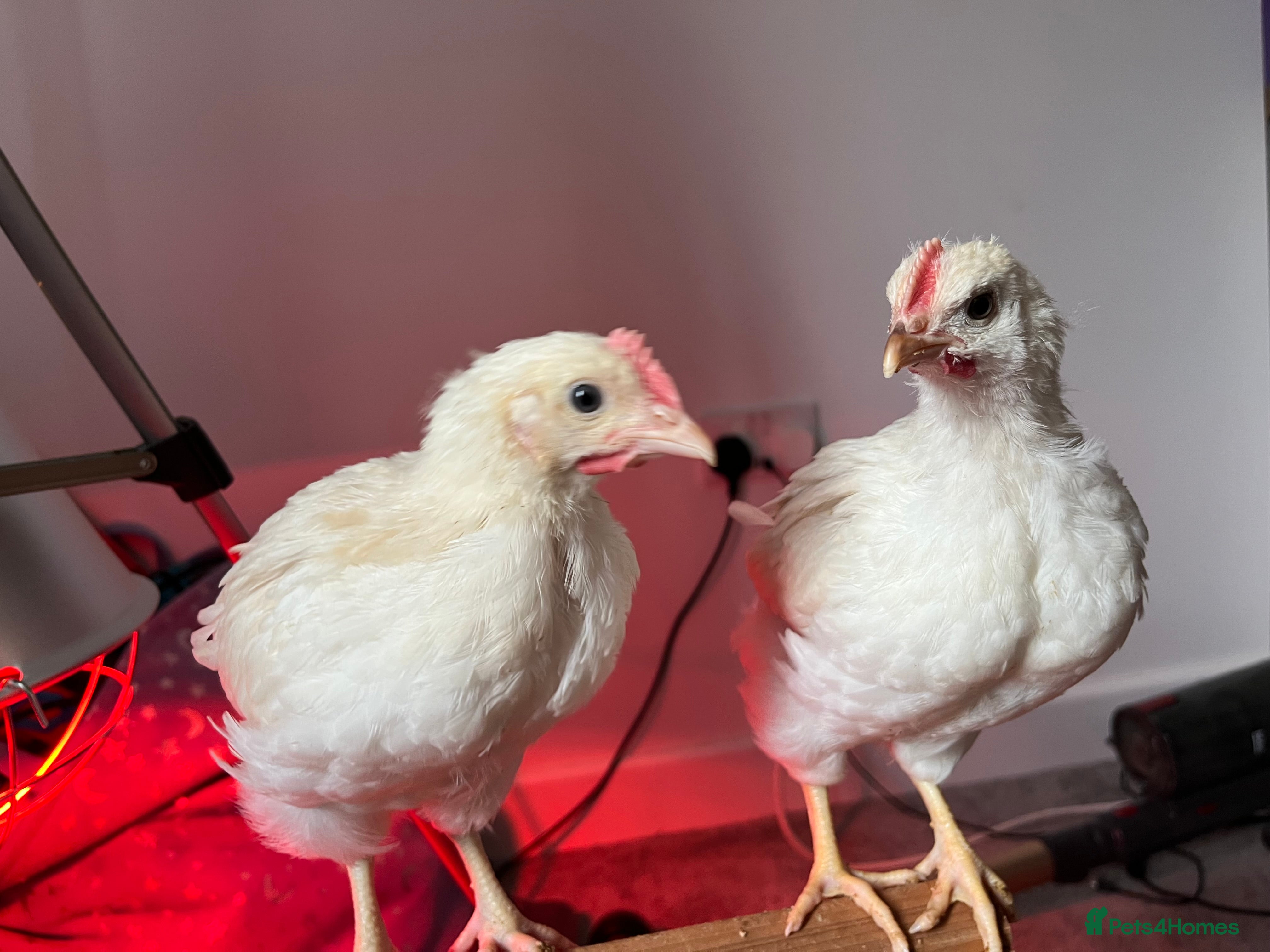 Chickens poultry Chickens for sale - Advert 1