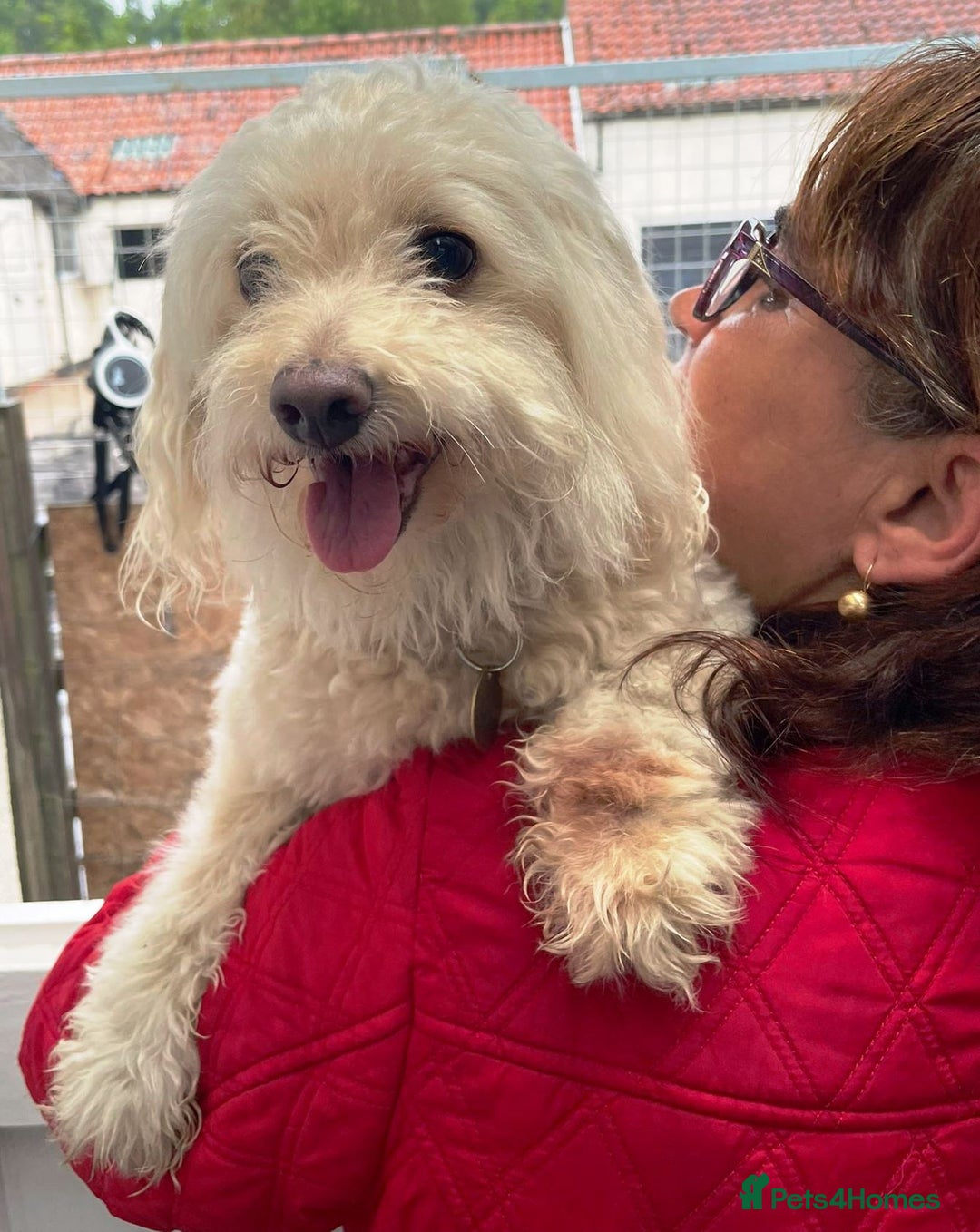 Bichon Frise dogs for adoption: Meet WALLACE - a Beautiful boy for a Loving Home - Image 2