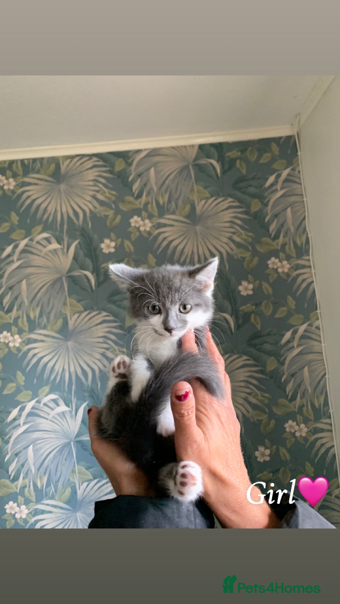 Mixed Breed cats for sale: 6 gorgeous kittens😍Ready Now - Image 6