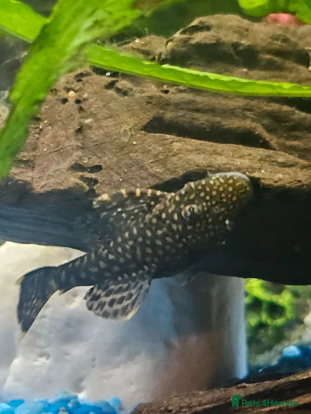 Plecos fish for sale: Free bristlenose recently bought so quite young  - Advert 1