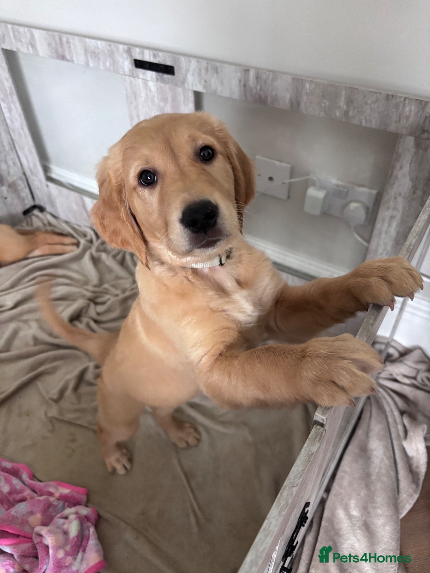 Golden Retriever dogs 1 gorgeous girl left 🤍 - Advert 3