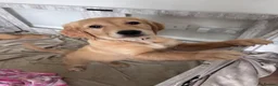 Golden Retriever dogs for sale: 1 gorgeous girl left 🤍 - Advert 1