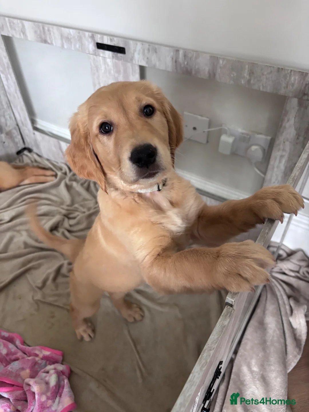 Golden Retriever dogs for sale: 1 gorgeous girl left 🤍 - Advert 1
