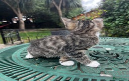 Turkish Angora cats for sale: ⭐️ Beautiful Turkish Angora X Bengal kittens ⭐️ - Image 27