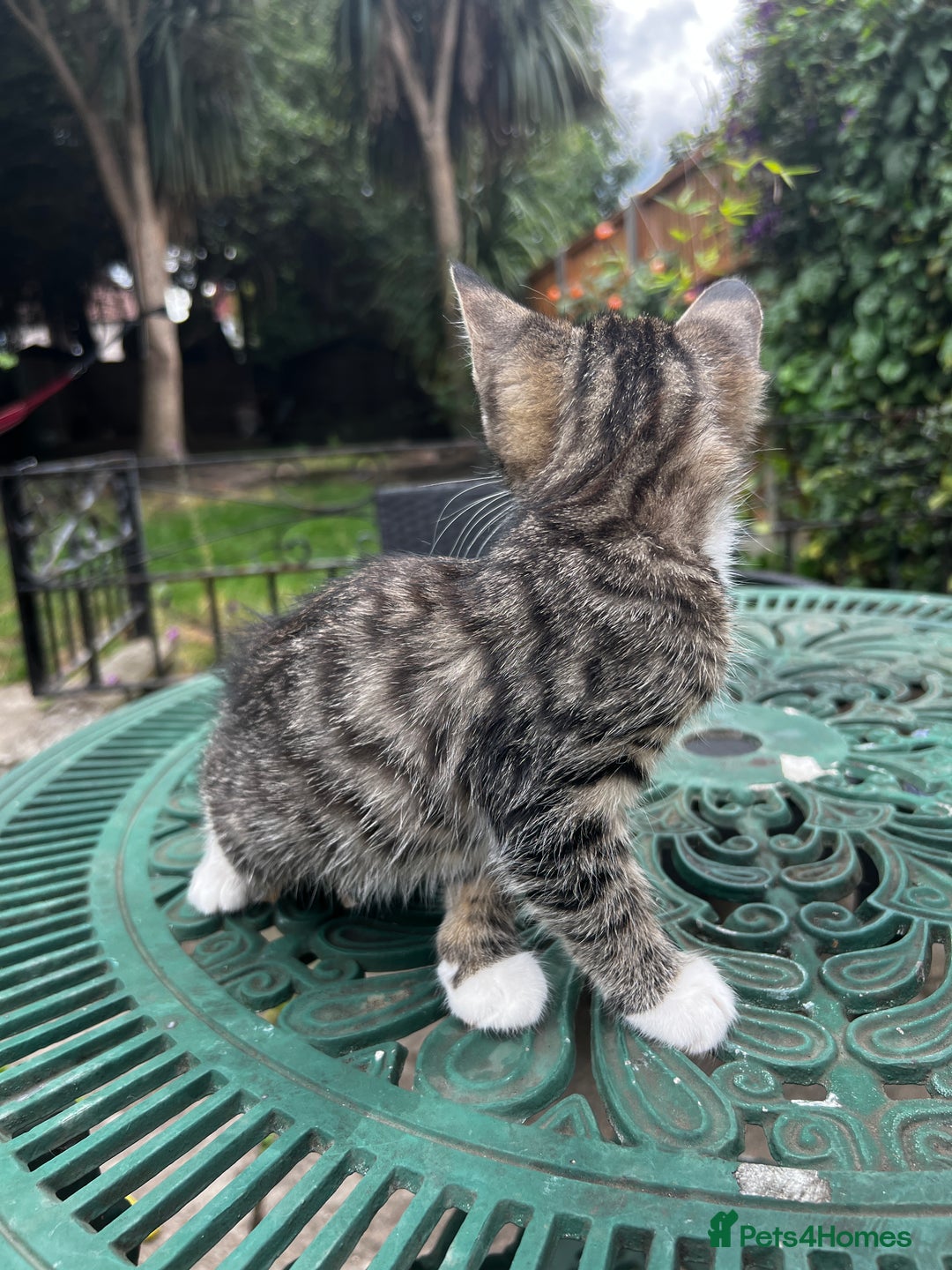 Turkish Angora cats for sale: ⭐️ Beautiful Turkish Angora X Bengal kittens ⭐️ - Image 27