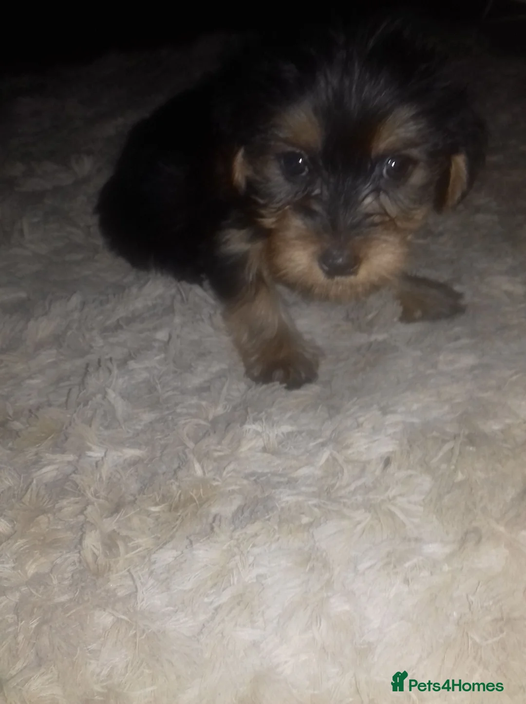 Yorkshire Terrier dogs for sale: Yorkshire terrier puppies  - Advert 16