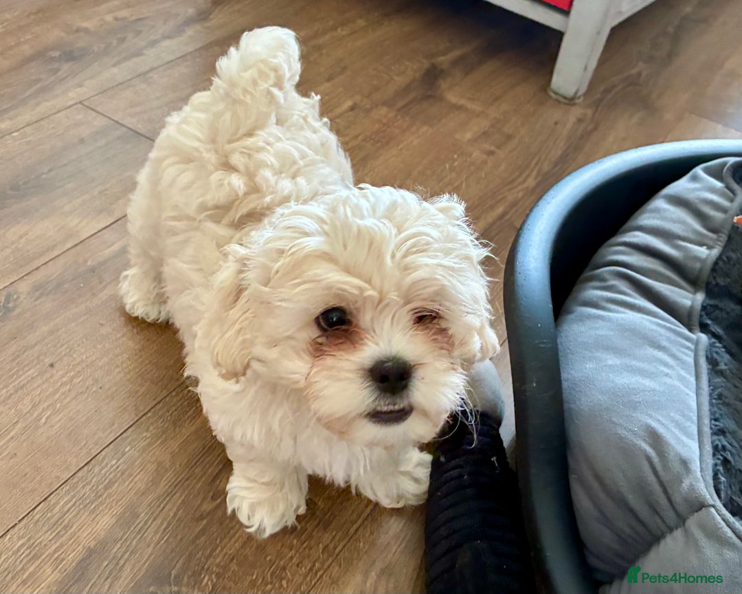 Shihpoo dogs for sale: Fluffy Teddybear pups - 2 boys left - Cute Shihpoo in Burnham-on-Crouch - Image 22