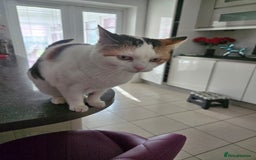 British Shorthair cats for sale: Snuggles - Image 4