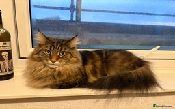 Maine Coon cats for sale: Two four year old Maine coon cats (mixed) - Image 4