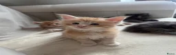 Maine Coon cats for sale:     ✨TICA Maine Coon Kittens | Licensed Breeder✨ - Advert 24