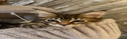 Ragcoon cats for sale: Beautiful Ragcoon kittens 🐱  - Advert 8