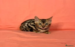 Bengal cats for sale: 🐾Purebred BENGAL Kittens🐾  - Image 29