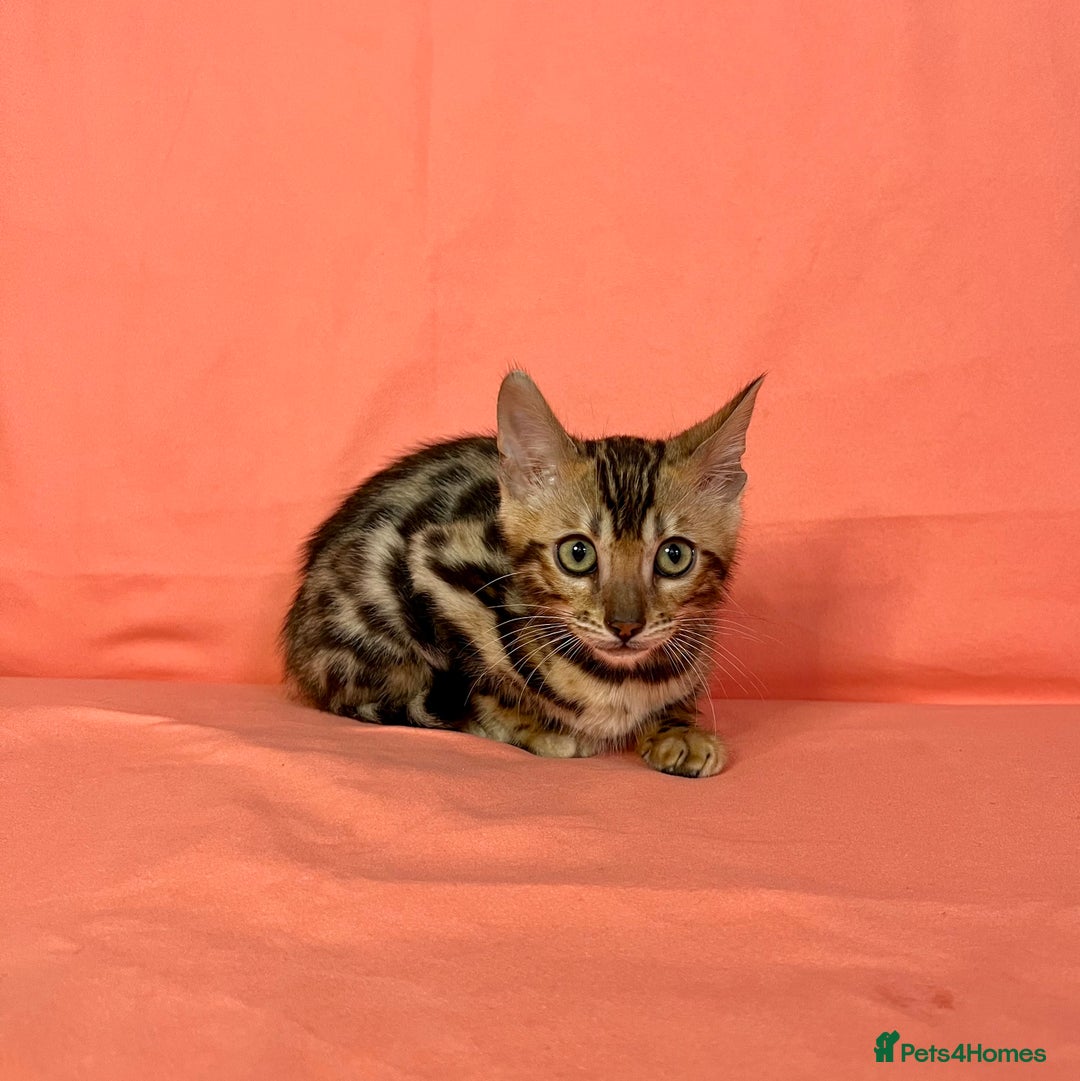 Bengal cats for sale: 🐾Purebred BENGAL Kittens🐾  - Image 29