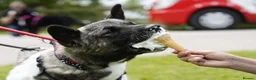 Akita dogs for adoption: Matilda - Advert 3
