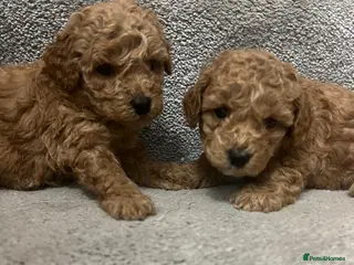Toy Poodle dogs KC Reg Full health Check Red Toy Poodles - Advert 1