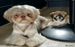 Shih Tzu dogs for stud: Stunning Lavender Dobie Shih Tzu in Motherwell - Image 13