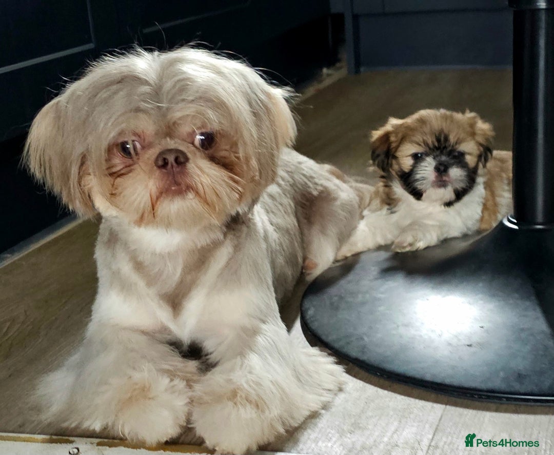 Shih Tzu dogs for stud: Stunning Lavender Dobie Shih Tzu in Motherwell - Image 13